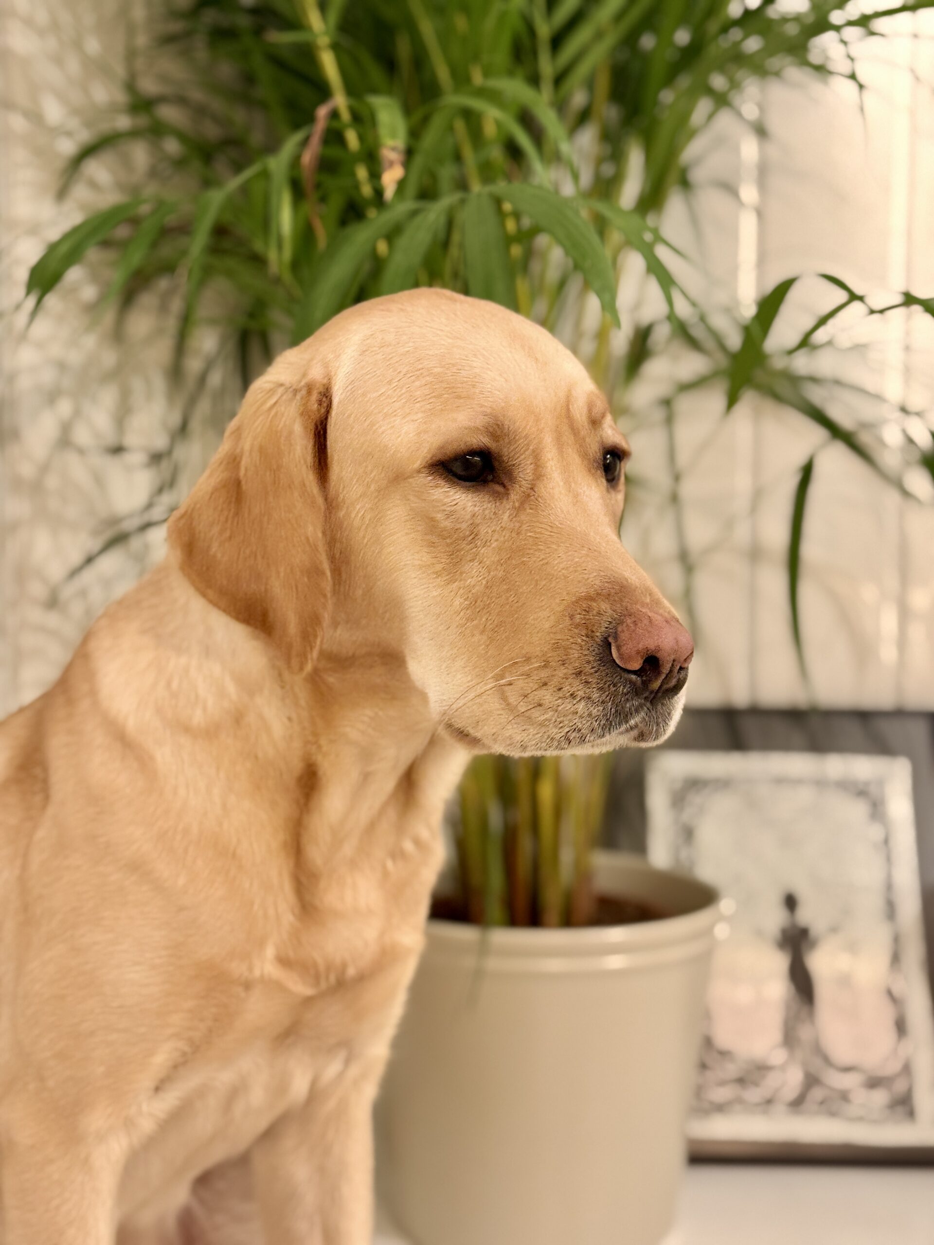 Studio Yogananda Guru Timonen